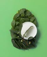 Ogx Hydrating + Teatree Mint Shampoo 385ml